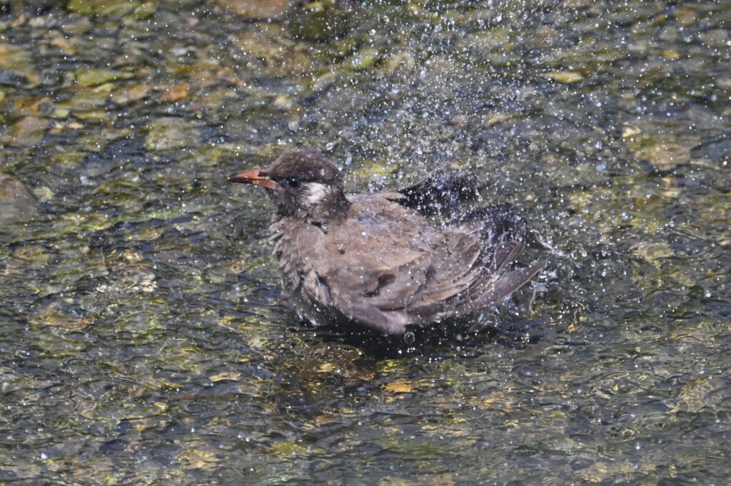 涼やかな水しぶき