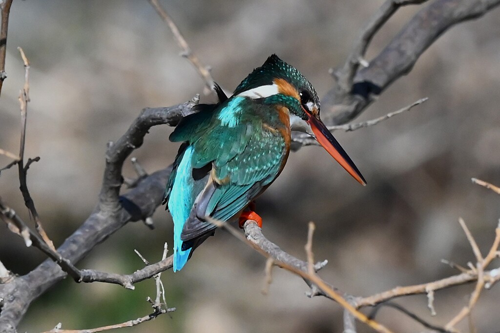 K川中流域・獲物を探すカワセミ♀