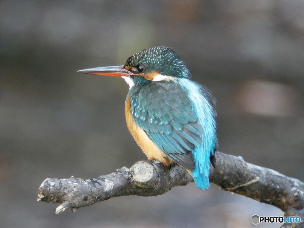 カワセミ♀