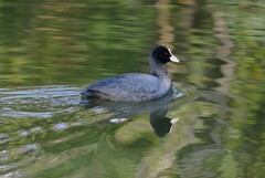 都内公園・オオバン