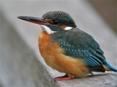 カワセミ♀