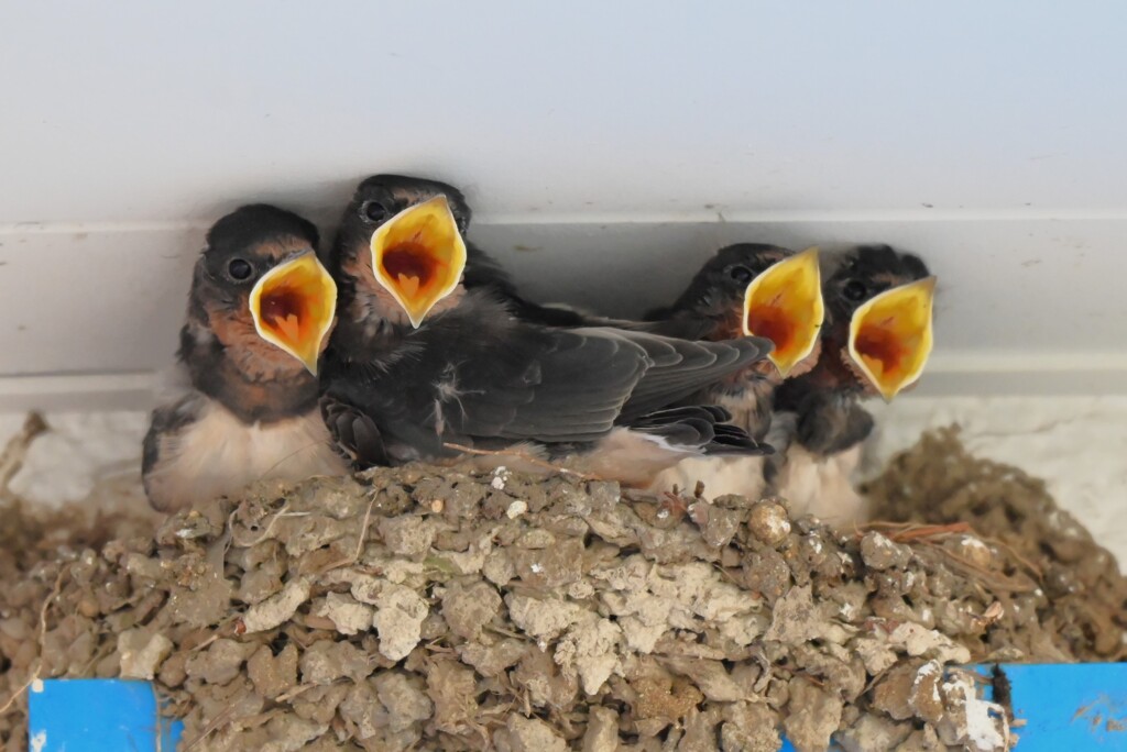 ツバメ・くちばしを大きく開けて・