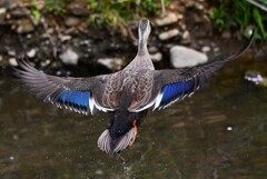 Ｋ川中流域・カルガモ飛び出し