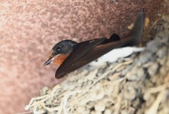 ツバメ・抱卵中