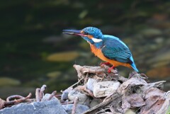 K川中流域・カワセミ♂若、エビを食べる 