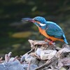 K川中流域・カワセミ♂若、エビを食べる 