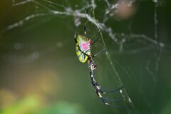 用水路・ジョロウグモ♀
