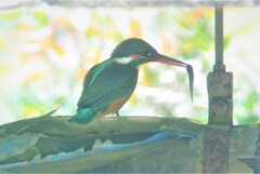 ヨシノボリらしき魚を食べるカワセミ♀