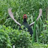 菜園・キジ♂ホロ打ちでお出迎え