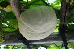 菜園・白カボチャ（つきみ）