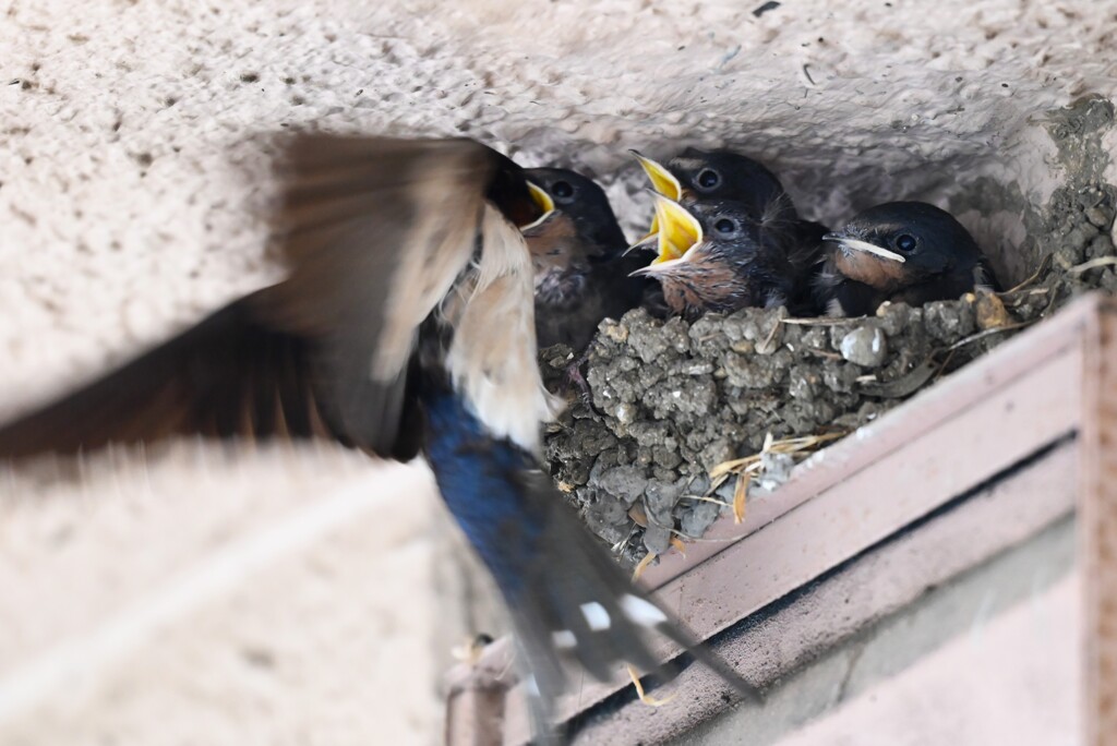 ツバメ・お母さんが食べられた！
