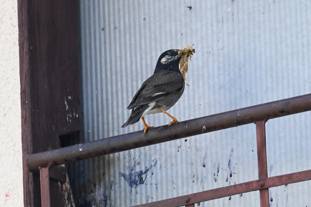 K川・沿道のアパートに営巣するムクドリ