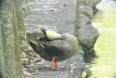飛び入りカルガモくつろぐ