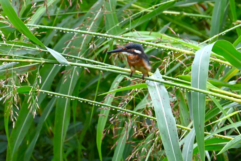 K川・バトル中のカワセミ♂若 