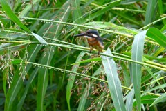 K川・バトル中のカワセミ♂若 