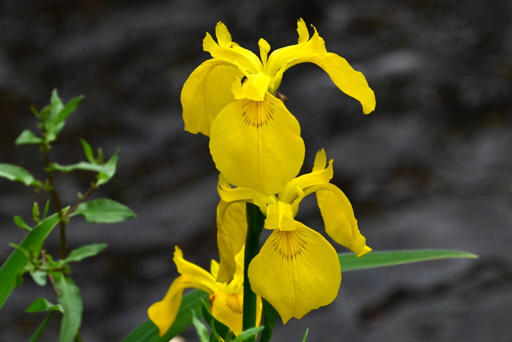用水路・キショウブ