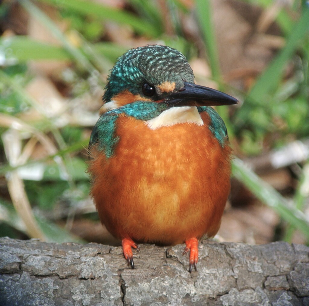 カワセミ♂.（2019年2月23日）.