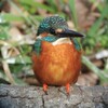 カワセミ♂.（2019年2月23日）.