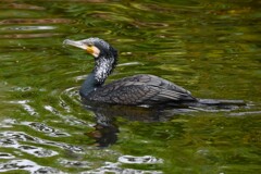 K川中流域・カワウ