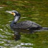 K川中流域・カワウ