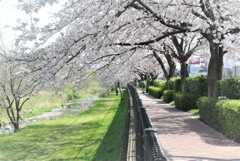 K川カワセミ撮影フィールド