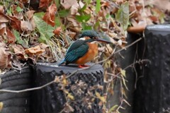 用水路・擬木杭のカワセミ♀（主）