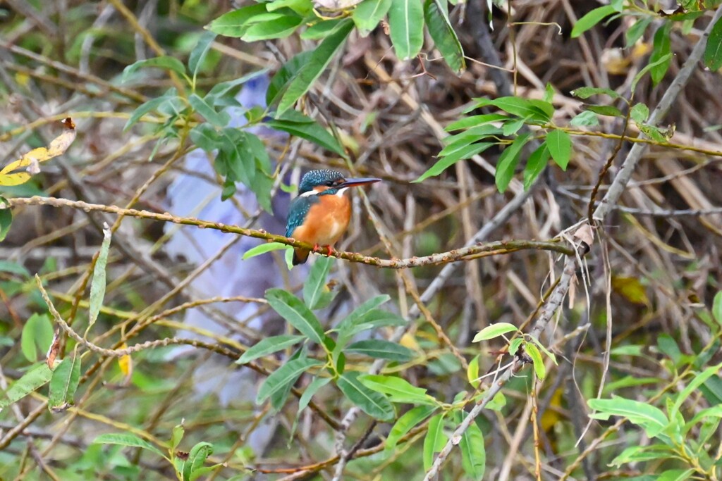 K川・カワセミ♀ 