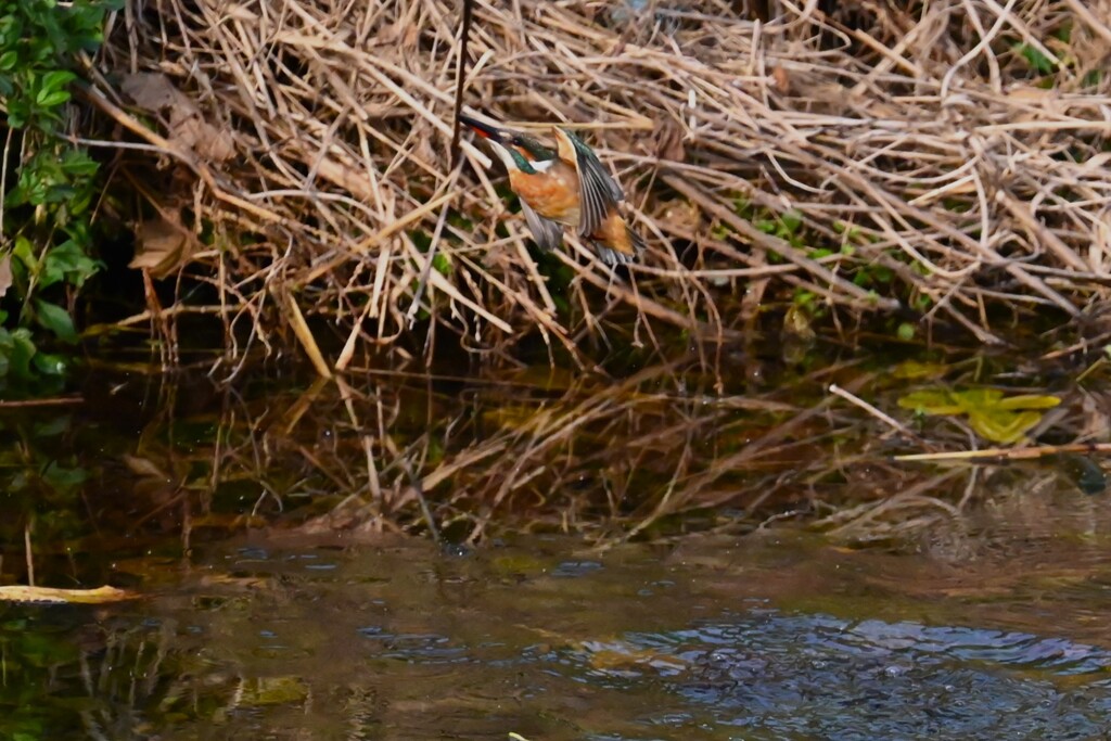 Ｋ川・水溜りのカワセミ♀エビ捕りダイビング 