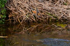Ｋ川・水溜りのカワセミ♀エビ捕りダイビング 
