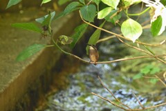 用水路・魚を待つひな