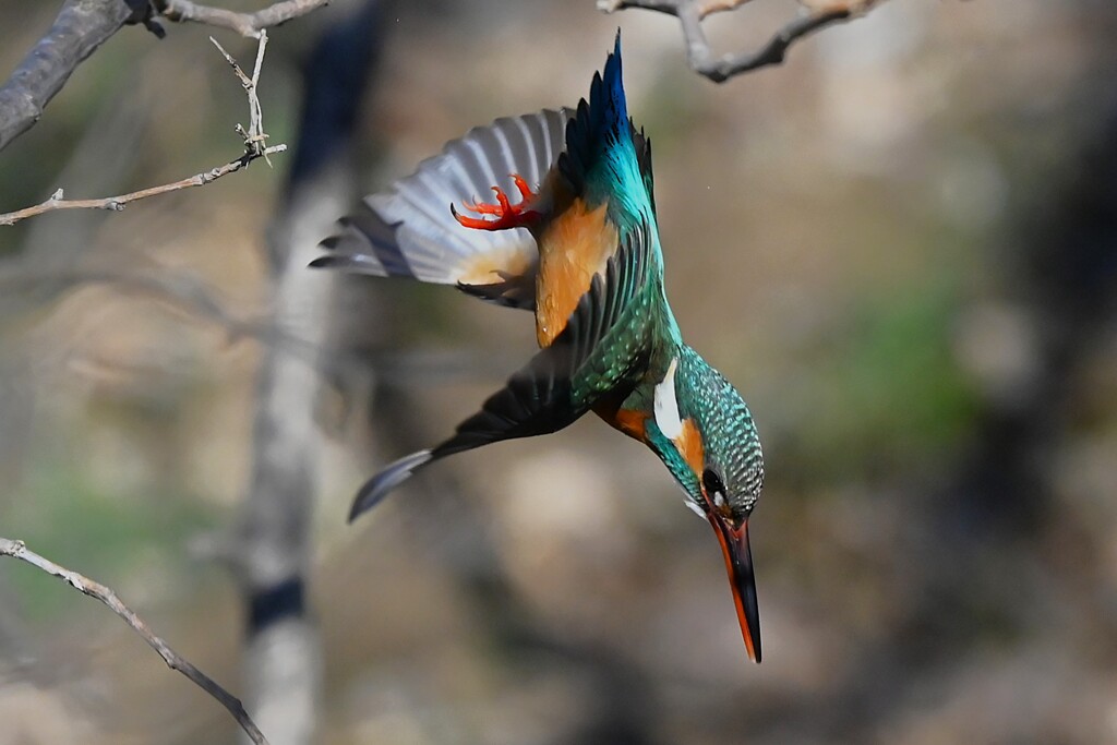 K川中流域・カワセミ♀いざダイビング！！
