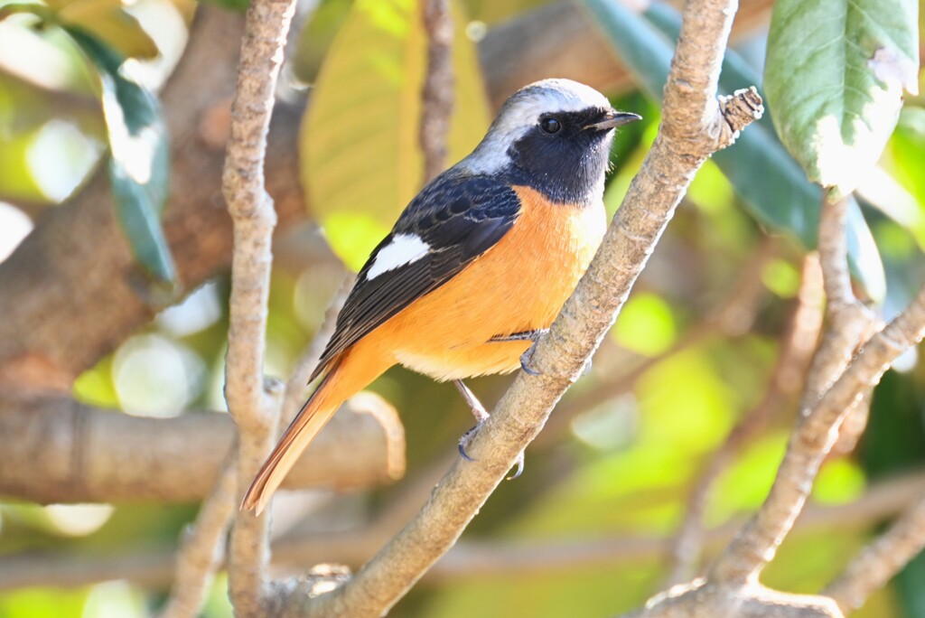 菜園・ビワの木にジョウビタキ♂