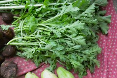 菜園・シュンギク