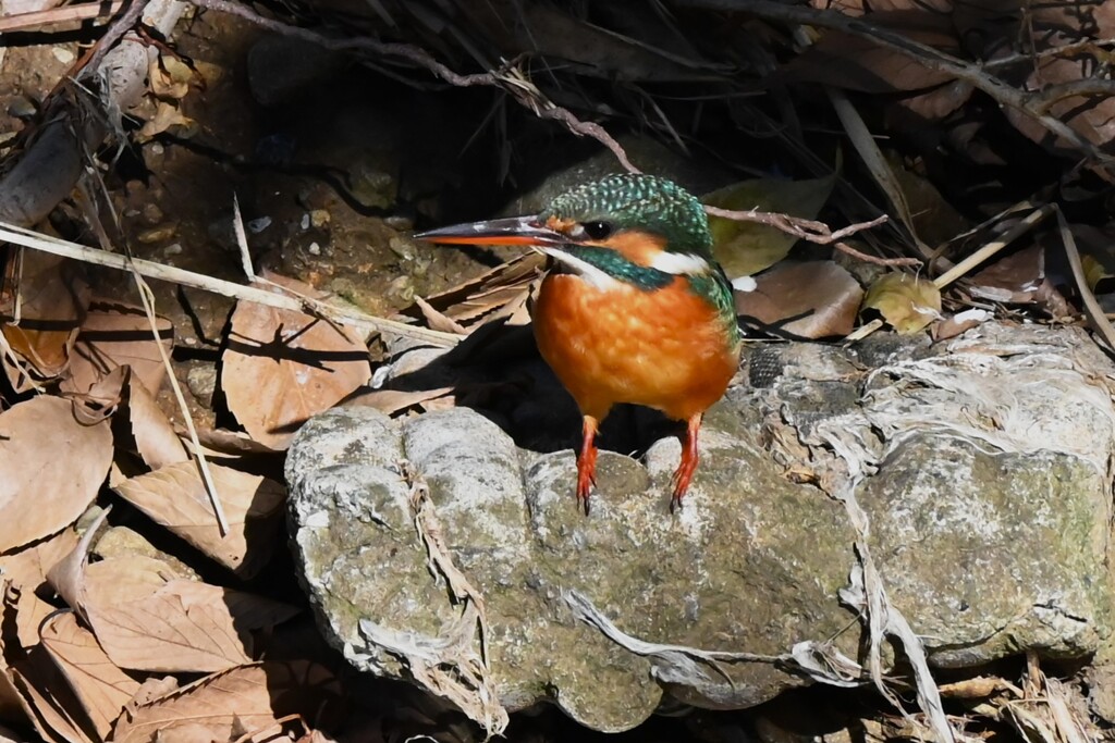 K川上流域・カワセミ♀若
