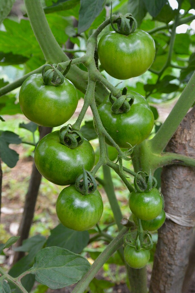 菜園・中玉トマト