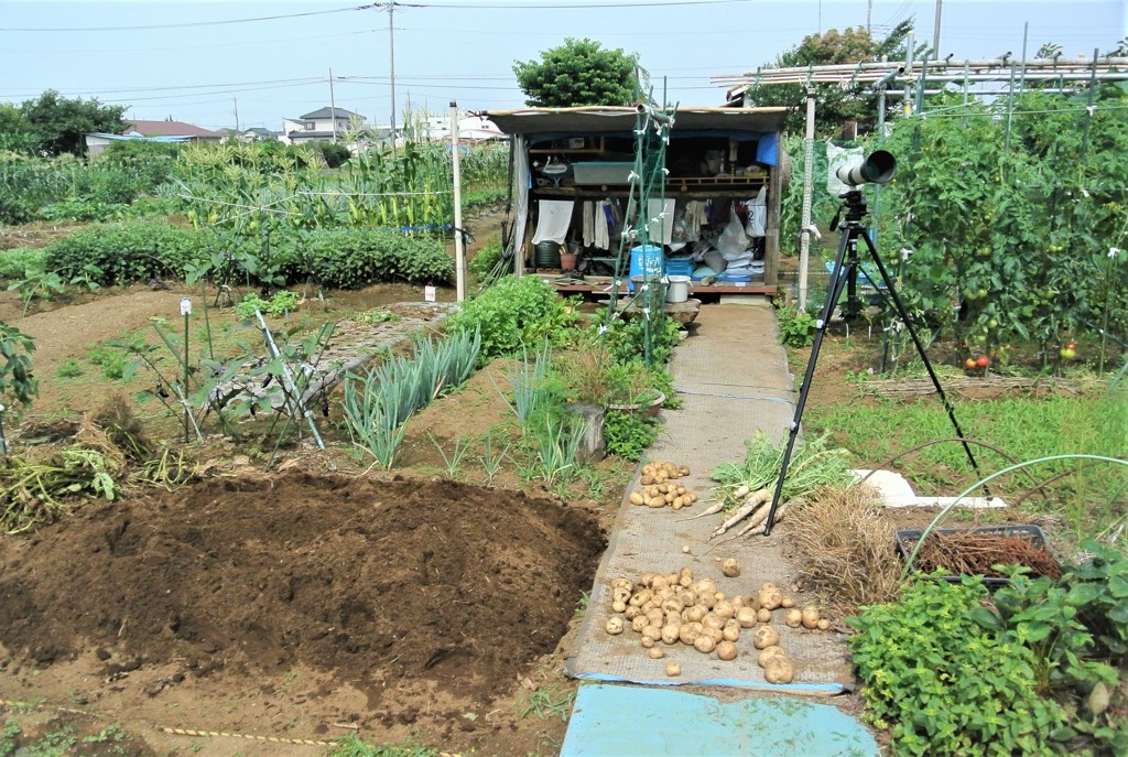 今季最終のジャガイモ掘り・収穫総計59kg