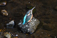 都内公園近くの川・カワセミ♀若