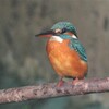 用水路のカワセミ♀若鳥・在来個体 