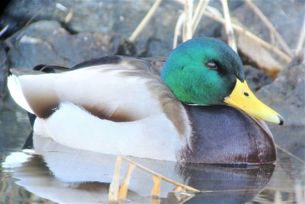 マガモ♂