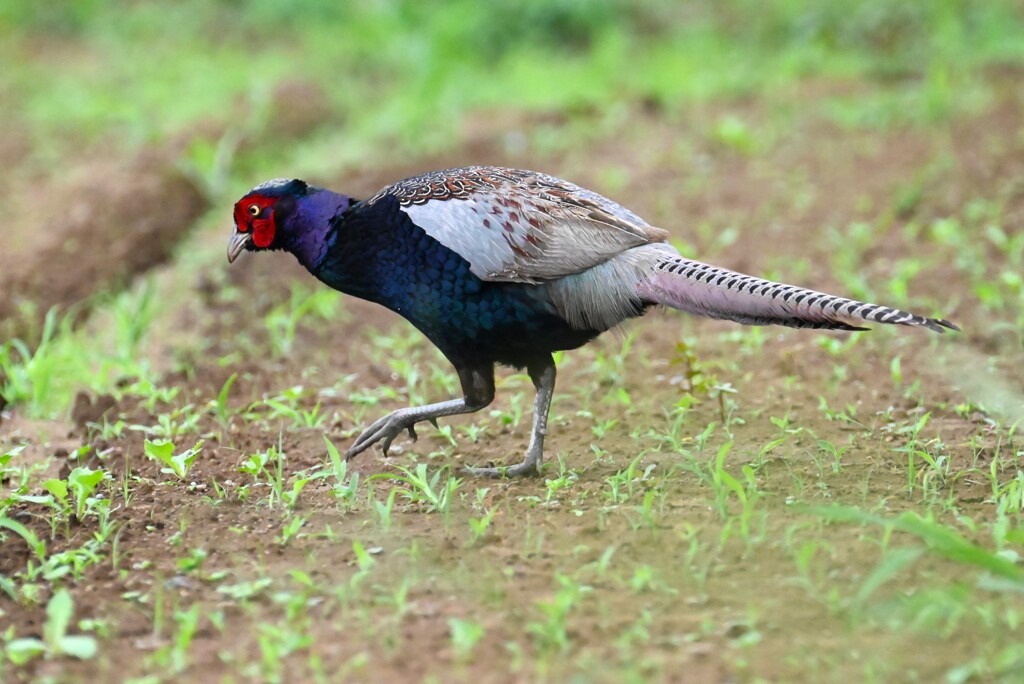 菜園・先日トウモロコシを食べた犯人（抜き足差し足・・）