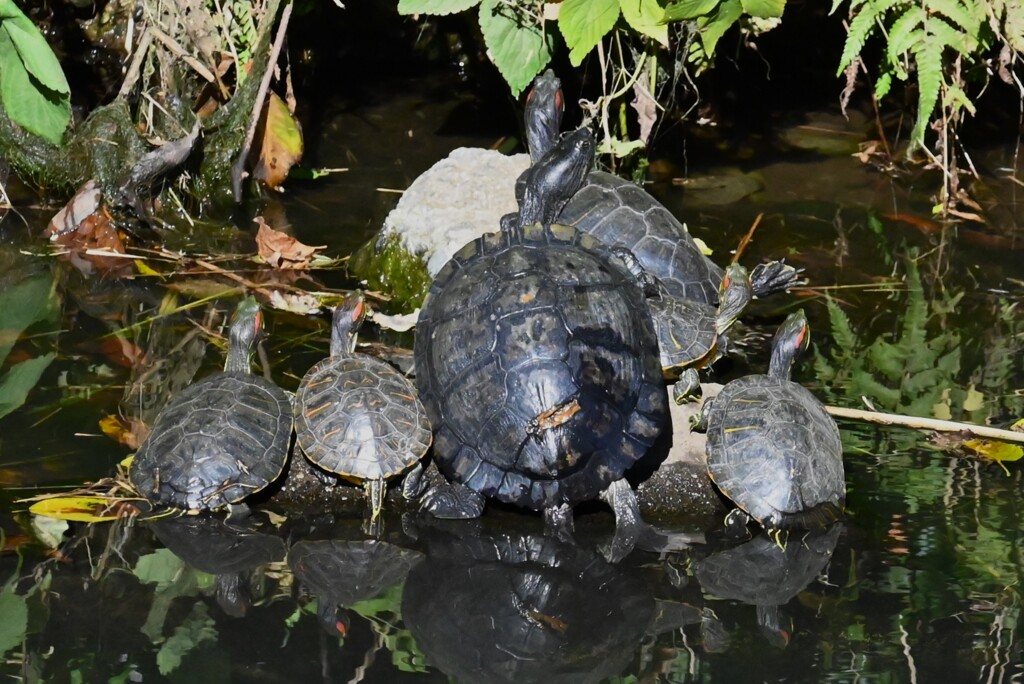 K川・日向ぼっこ、クサガメとミシシッピアカミミガメ