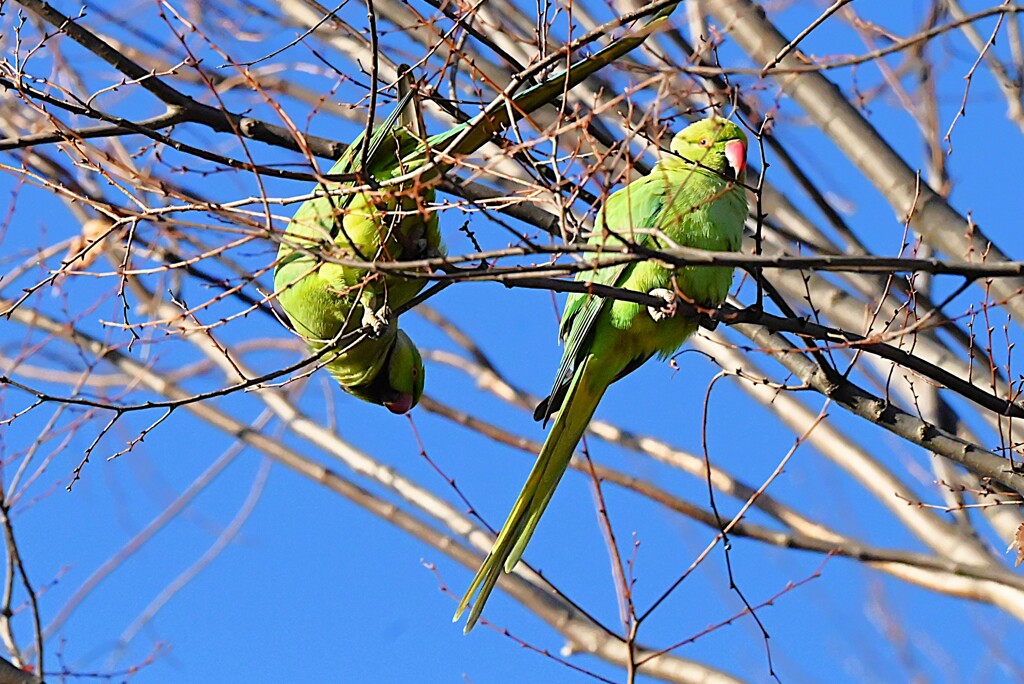用水路・木の芽を食べるワカケホンセイインコ