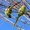 用水路・木の芽を食べるワカケホンセイインコ
