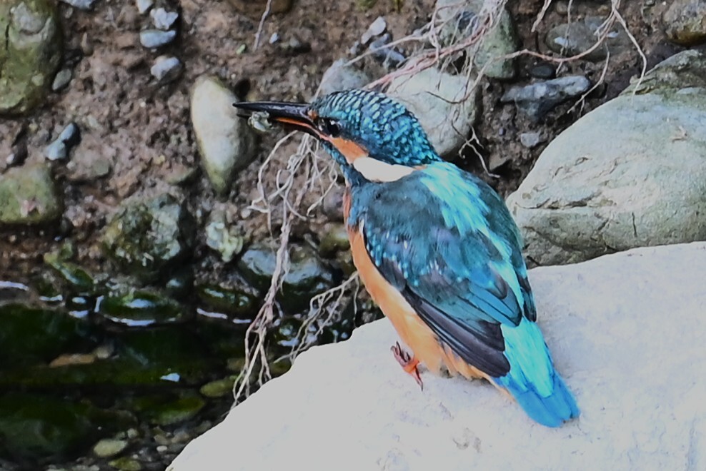 Ｋ川中流域・エビを捕ったカワセミ♂若