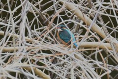 K川・中流域のカワセミ♀ 