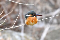 K川下流域・カワセミ♀若 