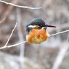 K川下流域・カワセミ♀若 
