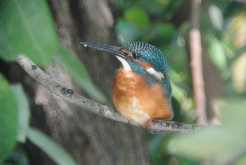 K川・カワセミ♂成鳥