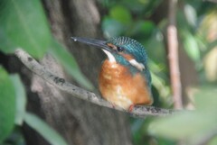 K川・カワセミ♂成鳥