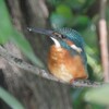 K川・カワセミ♂成鳥
